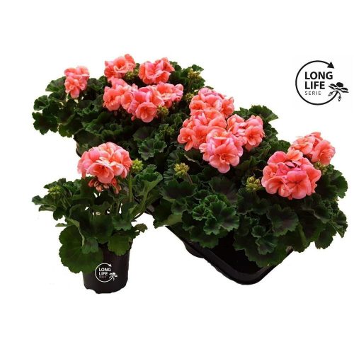 Pelargonium LongLife Zonale "Salmon" - Muskátli