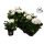 Pelargonium LongLife Zonale "White" - Muskátli