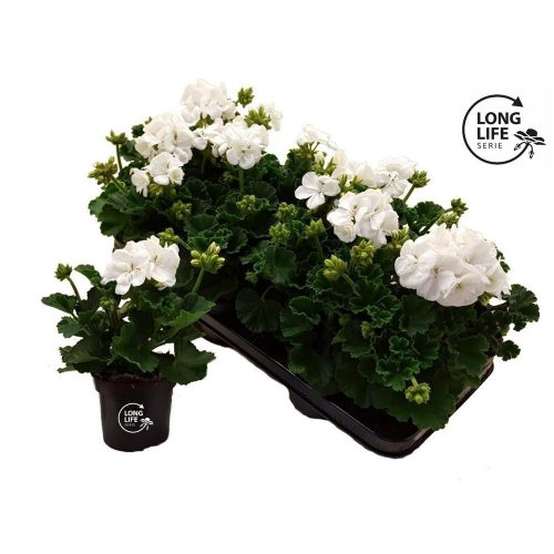 Pelargonium LongLife Zonale "White" - Muskátli