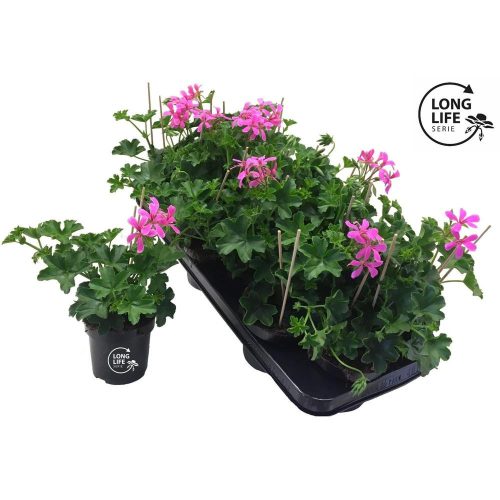 Pelargonium Balkon LongLife "Lilac" - Muskátli