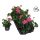 Pelargonium Balkon LongLife "Pink" - Muskátli