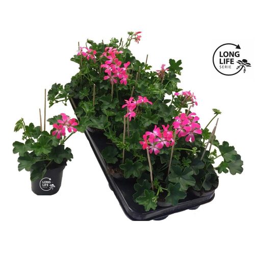 Pelargonium Balkon LongLife "Pink" - Muskátli