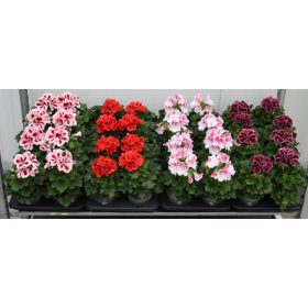   Pelargonium × domesticum 'Bella Donna mix' - Angol muskátli