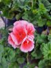 Pelargonium Zonale Bicolour "Pink" - Muskátli