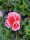 Pelargonium Zonale Bicolour "Pink" - Muskátli