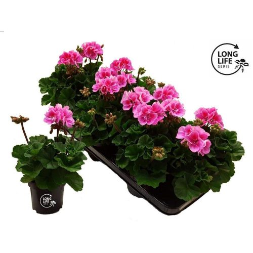 Pelargonium LongLife Zonale Bicolour "Purple" - Muskátli