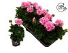 Pelargonium Zonale Bicolour "Pink" - Muskátli