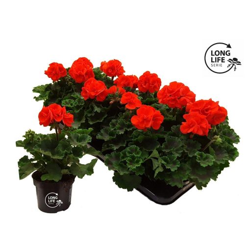 Pelargonium LongLife Zonale "Orange" - Muskátli