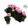 Pelargonium LongLife Zonale "White Pink" - Muskátli