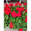 Pelargonium zonale - Álló muskátli (piros)