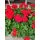 Pelargonium zonale - Álló muskátli (piros)