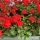 Pelargonium zonale - Álló muskátli - Piros