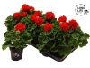 Pelargonium zonale - Álló muskátli (piros)
