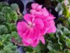 Pelargonium zonale - Álló muskátli - Rózsaszín