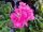 Pelargonium zonale - Álló muskátli - Rózsaszín