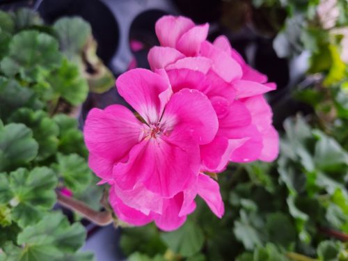 Pelargonium zonale - Álló muskátli - Rózsaszín