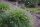 Pennisetum alopecuroides 'Little Bunny' - Tollborzfű