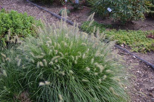 Pennisetum alopecuroides 'Little Bunny' - Tollborzfű