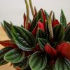 Peperomia Caperata  'Rosso' - Törpebors