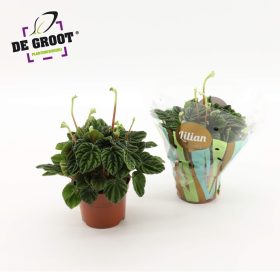 Peperomia 'Lilian' - törpebors