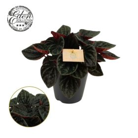 Peperomia 'Rojo Grande' - törpebors