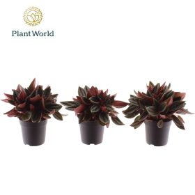 Peperomia 'Rosso' - törpebors