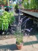 Perovskia atriplicifolia 'Jelena'  -Sudárzsálya