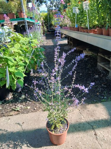 Perovskia atriplicifolia 'Jelena'  -Sudárzsálya