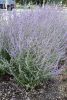 Perovskia atriplicifolia 'Jelena'  -Sudárzsálya