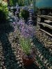 Perovskia atriplicifolia 'Prime Time'  -Sudárzsálya