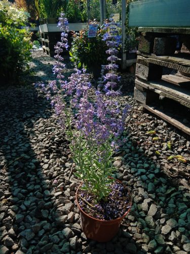 Perovskia atriplicifolia 'Prime Time'  -Sudárzsálya