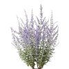 Perovskia atriplicifolia 'Prime Time'  -Sudárzsálya