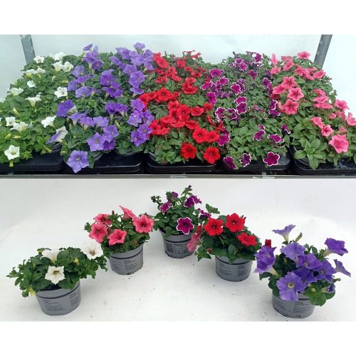 Petunia mix - Petúnia
