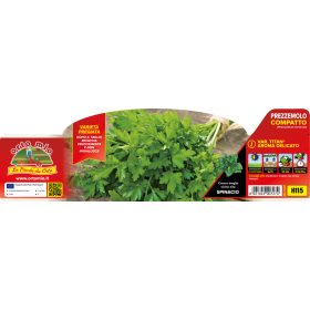 Petroselinum "Titan" - Petrezselyem 6 -os pakk