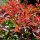 Photinia x fraseri - ‘Compacta’ - Korallberkenye 