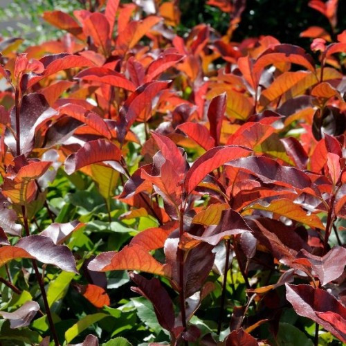 Photinia x fraseri - ‘Compacta’ - Korallberkenye 