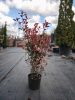 Photinia x fraseri - ‘Compacta’ - Korallberkenye