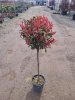 Photinia x fraseri - ‘Compacta’ - Korallberkenye (törzses)