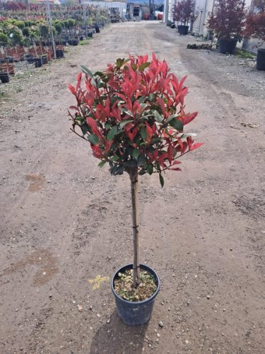 Photinia x fraseri - ‘Compacta’ - Korallberkenye (törzses)