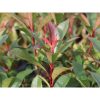 Photinia x fraseri - ‘Compacta’ - Korallberkenye (törzses)