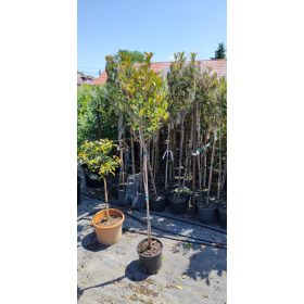   Photinia x fraseri - ‘Compacta’ - Korallberkenye (törzses)