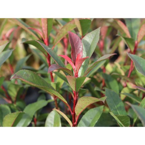 Photinia x fraseri - ‘Compacta’ - Korallberkenye (törzses)