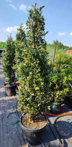 Photinia x fraseri - ‘Compacta’ piramide - Korallberkenye 