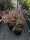 Photinia fraseri - ‘Pink Marble’ - Korallberkenye