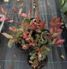 Photinia fraseri - ‘Pink Marble’ - Korallberkenye