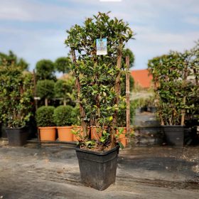   Photinia x fraseri - ‘Robusta Compacta’ - Korallberkenye (fal)