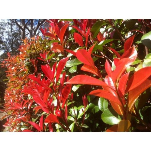 Photinia x fraseri - ‘Robusta Compacta’ - Korallberkenye (fal)