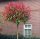 Photinia fraseri - ‘Red Robin’ - Korallberkenye (törzses)