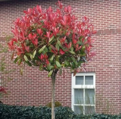Photinia fraseri - ‘Red Robin’ - Korallberkenye (törzses)
