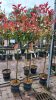 Photinia fraseri - ‘Red Robin’ - Korallberkenye (törzses)